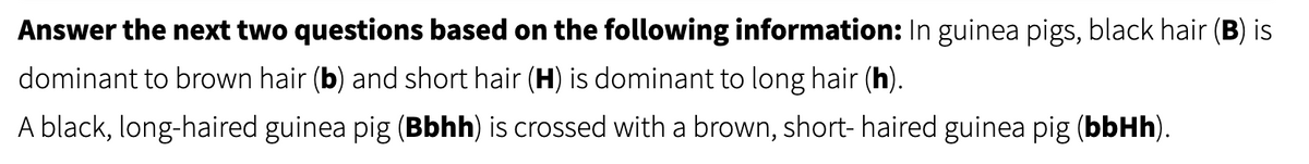 **Genetics in Guinea Pigs: A Case Study**

**Question Set:**

**Scenario:**
In guinea pigs, black hair (B) is dominant to brown hair (b), and short hair (H) is dominant to long hair (h).

**Example Cross:**
A black, long-haired guinea pig with the genotype Bbhh is crossed with a brown, short-haired guinea pig with the genotype bbHh.

---

This case study allows students to explore Mendelian genetics and the principles of dominance and recessiveness in traits. By following the example cross, one can determine possible genotypic and phenotypic outcomes in the offspring. It also provides an opportunity to practice Punnett square calculations to predict these outcomes.