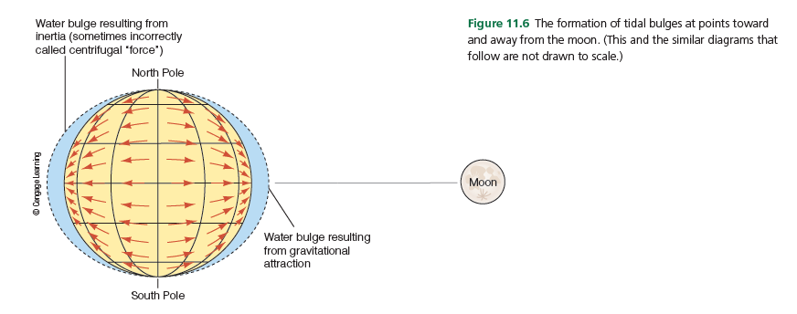 Water bulge resulting from
inertia (sometimes incorrectly
called centrifugal "force")
Figure 11.6 The formation of tidal bulges at points toward
and away from the moon. (This and the similar diagrams that
follow are not drawn to scale.)
North Pole
Moon
Water bulge resulting
from gravitational
attraction
South Pole
© Cengage Learning
