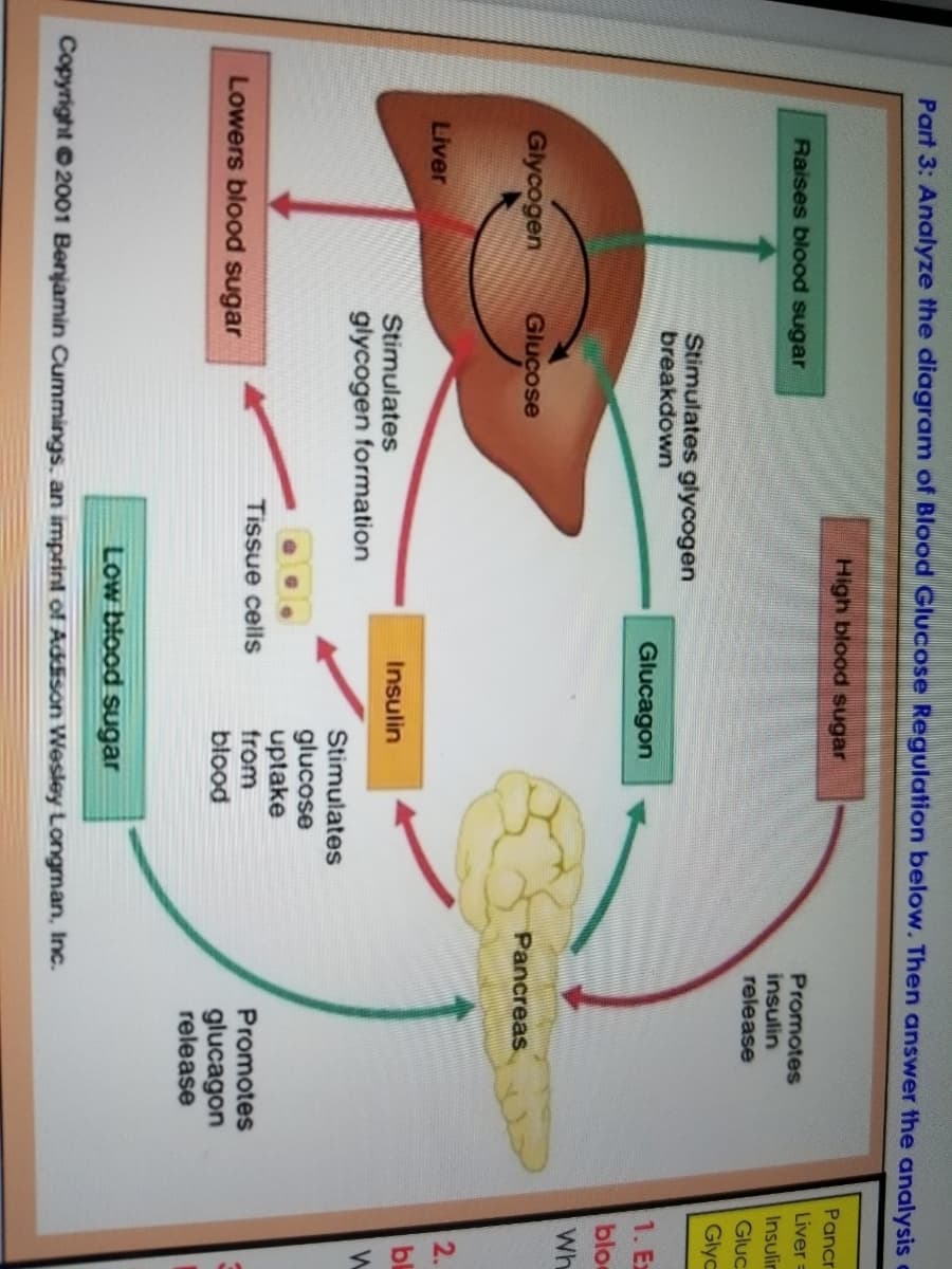 Part 3: Analyze the diagram of Blood Glucose Regulation below. Then answer the analysis
High blood sugar
Pancr
Liver =
Promotes
insulin
release
Raises blood sugar
Insulin
Gluc
Glyc
Stimulates glycogen
breakdown
Glucagon
1. Ex
blo
Wh
Glycogen
Glucose
Pancreas
2.
Liver
bl
Stimulates
Insulin
glycogen formation
Stimulates
glucose
uptake
from
blood
Tissue cells
Promotes
Lowers blood sugar
glucagon
release
Low blood sugar
Copyright 2001 Benjamin Cummings, an imprint of Addison Wesley Longman, Inc.
