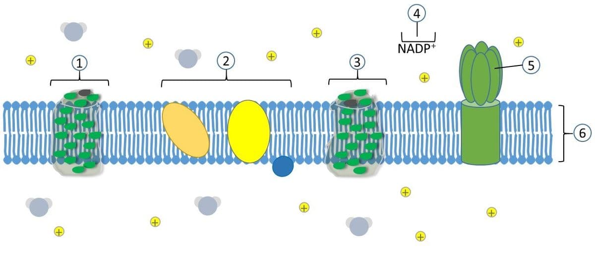 4
NADP+
5
6.
+)
