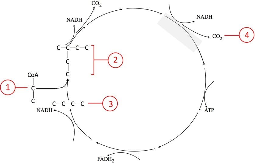 CO2
NADH
NADH
CO2
4
С -С—С—С
(2
COA
1
C
С -С-С—С
3
NADH
АТР
FADH2
