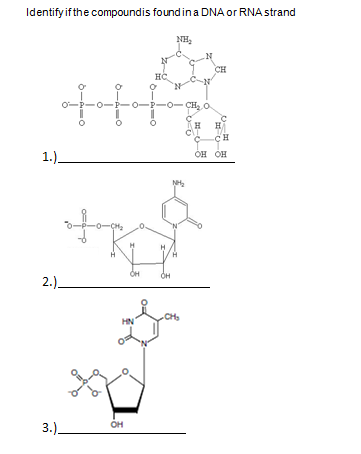 Identify if the compoundis found in a DNA or RNA strand
NH,
CH
нс
-0-P-0-CHO
н
1.).
он он
-0-C
2.).
HN
он
3.).
