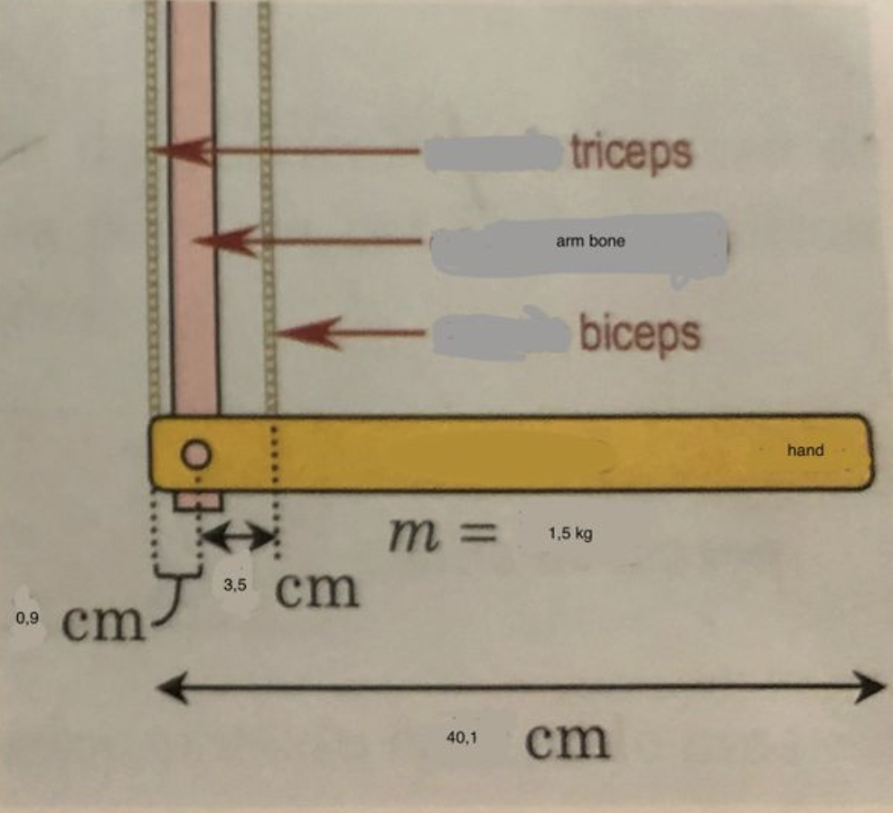 0,9
cm
3,5 cm
triceps
40,1
arm bone
biceps
m= 1,5 kg
cm
hand