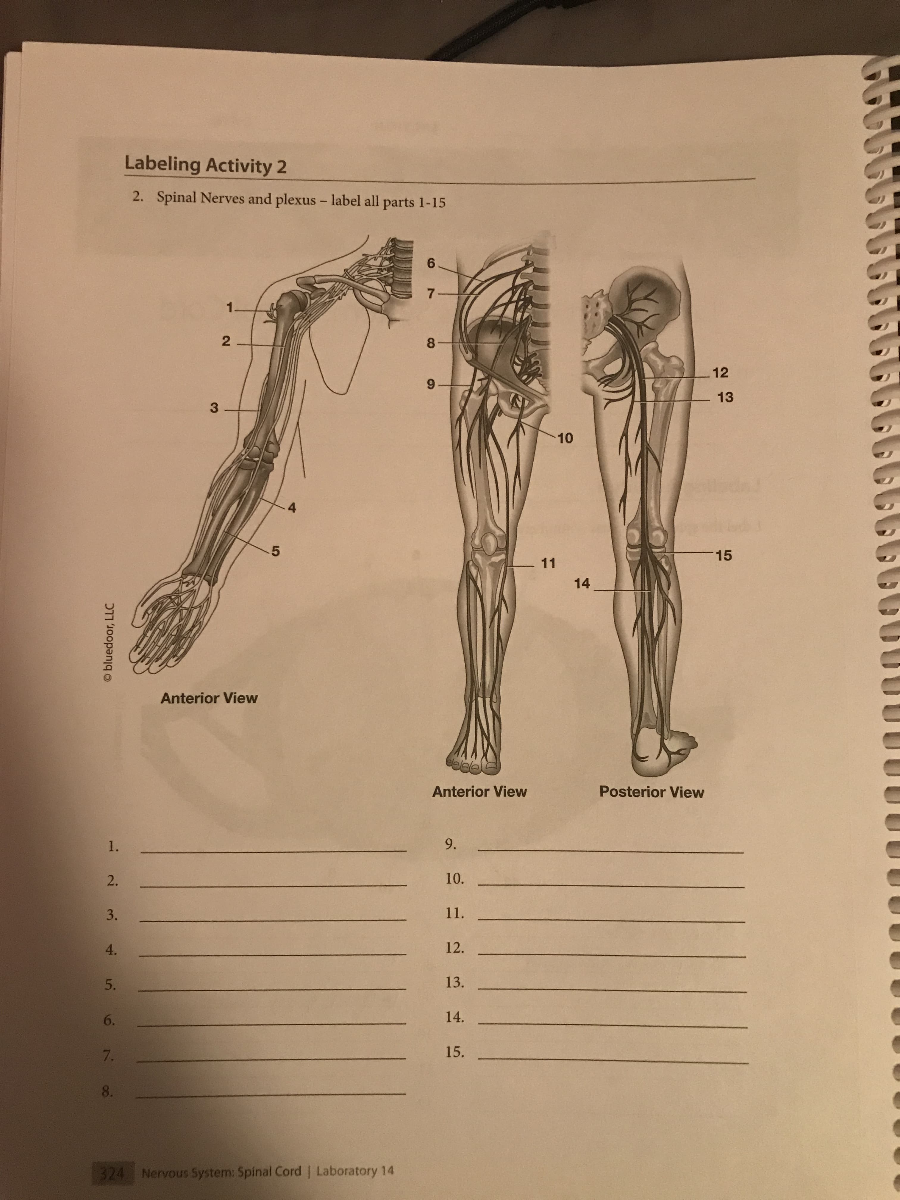 Labeling Activity 2
2. Spinal Nerves and plexus - label all parts 1-15
6.
7-
1.
8-
12
13
10
15
11
14
Anterior View
elele
Anterior View
Posterior View
1.
9.
10.
3.
11.
4.
12.
5.
13.
6.
14.
7.
15.
8.
324 Nervous System: Spinal Cord | Laboratory 14
2.
2.
O bluedoor, LLC
