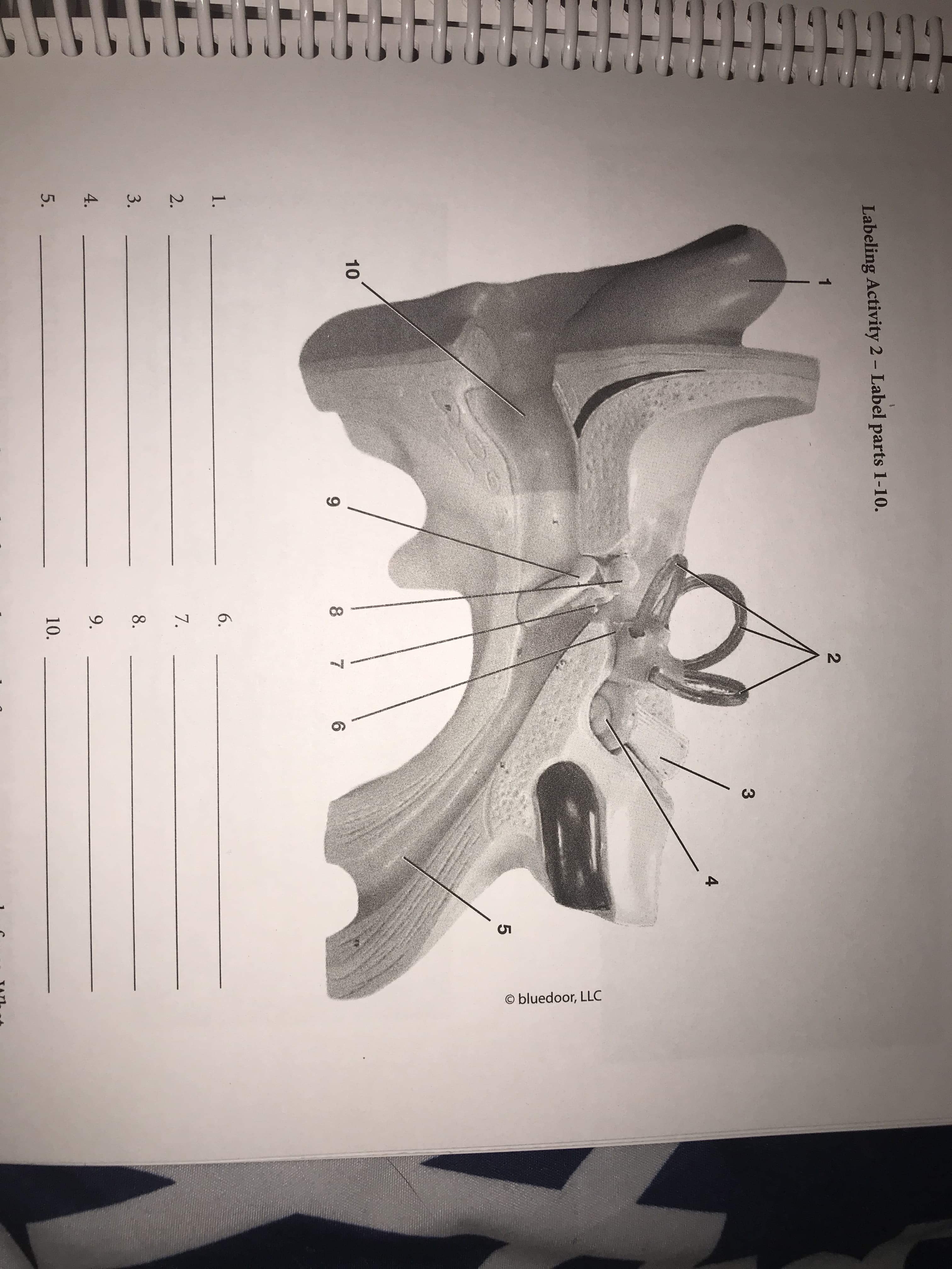 © bluedoor, LLC
Labeling Activity 2- Label parts 1-10.
4
10
8.
6.
1.
6.
2.
7.
3.
8.
4.
9.
10.
5.
