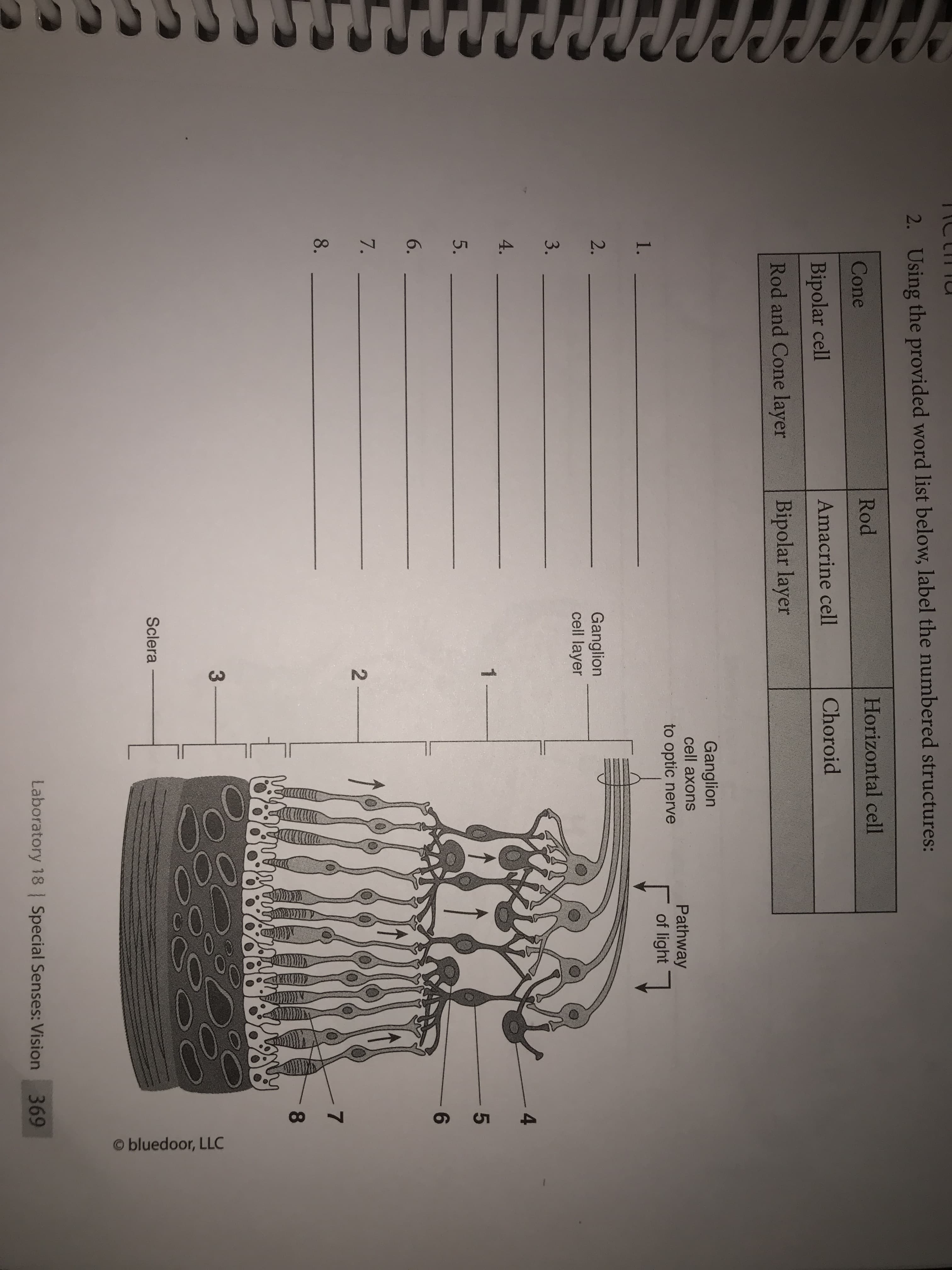 3.
O bluedoor, LLC
2. Using the provided word list below, label the numbered structures:
Rod
Horizontal cell
Cone
Amacrine cell
Choroid
Bipolar cell
Rod and Cone layer
Bipolar layer
Ganglion
cell axons
Pathway
of light
to optic nerve
1. .
2.
Ganglion
cell layer
-4
4.
1-
- 5
5.
6.
7.
2 -
7.
8.
8.
3
Sclera
Laboratory 18 Special Senses: Vision
369
