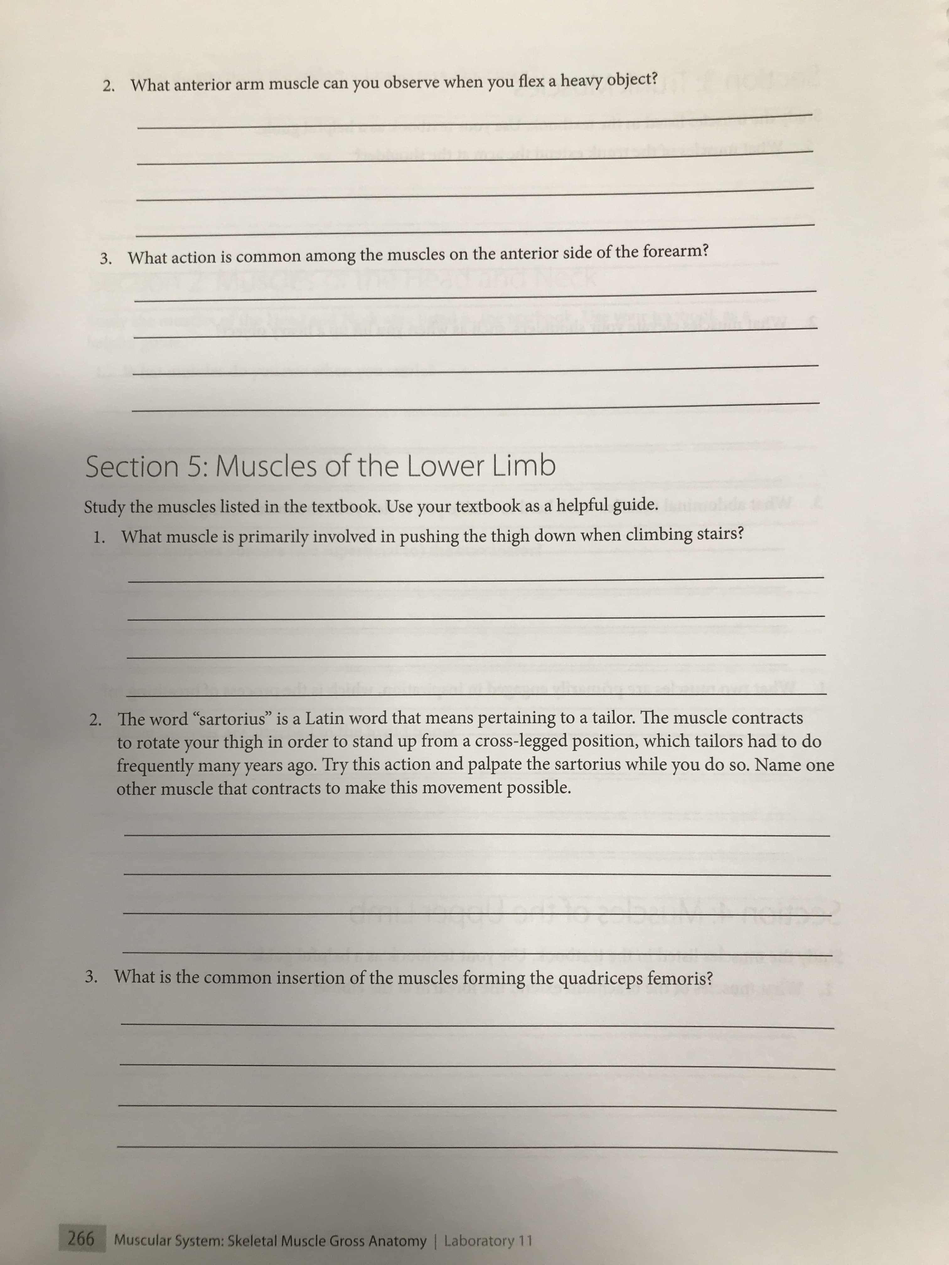 2. What anterior arm muscle can you observe when you flex a heavy object?
3. What action is common among the muscles on the anterior side of the forearm?
Section 5: Muscles of the Lower Limb
Study the muscles listed in the textbook. Use your textbook as a helpful guide.
1. What muscle is primarily involved in pushing the thigh down when climbing stairs?
2. The word "sartorius" is a Latin word that means pertaining to a tailor. The muscle contracts
to rotate your thigh in order to stand up from a cross-legged position, which tailors had to do
frequently many years ago. Try this action and palpate the sartorius while you do so. Name one
other muscle that contracts to make this movement possible.
3. What is the common insertion of the muscles forming the quadriceps femoris?
266 Muscular System: Skeletal Muscle Gross Anatomy Laboratory 11
