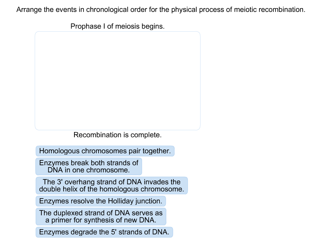 Arrange the events in chronological order for the physical process of meiotic recombination.
Prophase I of meiosis begins.
Recombination is complete.
Homologous chromosomes pair together.
Enzymes break both strands of
DNA in one chromosome.
The 3' overhang strand of DNA invades the
double helix of the homologous chromosome.
Enzymes resolve the Holliday junction.
The duplexed strand of DNA serves as
a primer for synthesis of new DNA.
Enzymes degrade the 5' strands of DNA.