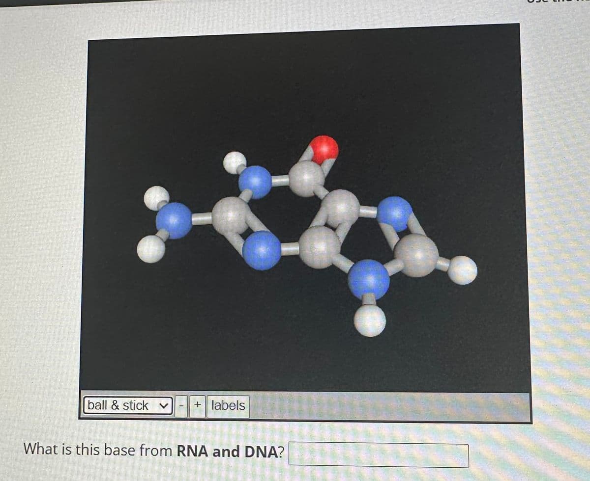 **Molecular Structure of a Base from RNA and DNA**

This image represents a molecular structure in the ball-and-stick model format. The structure includes various colored spheres connected by grey rods. The colors in the ball-and-stick model typically represent different atoms, where:

- **Grey spheres**: Carbon (C)
- **White spheres**: Hydrogen (H)
- **Blue spheres**: Nitrogen (N)
- **Red sphere**: Oxygen (O)

This specific structure appears to be one of the nitrogenous bases found in RNA and DNA. Nitrogenous bases are crucial components of nucleotides, which are the building blocks of nucleic acids. In nucleic acids, the nitrogenous bases pair specifically to form the rungs of the helical structure of DNA and RNA.

Below the structure is a prompt question: "What is this base from RNA and DNA?" The question encourages the user to identify which of the bases (adenine, thymine, cytosine, guanine, or uracil) is depicted in the structure.

**Key Points to Identify the Nitrogenous Base:**
1. **Adenine (A)** and **Guanine (G)** are purines (two-ring structures).
2. **Cytosine (C)**, **Thymine (T)** (found only in DNA), and **Uracil (U)** (found only in RNA) are pyrimidines (single-ring structures).

The structure in this image contains two rings indicating that it is a purine, which narrows the possibilities to either adenine or guanine. The distinct pattern of attached groups (hydrogens, oxygens, etc.) will further differentiate between adenine and guanine.

Make use of the ball-and-stick model representation to practice identifying different molecular structures and enhancing your understanding of the fundamental components of nucleic acids.

---
This description is tailored for educational purposes, meant for an audience familiar with basic chemistry and molecular biology terminology. The breakdown of the molecular structure serves to aid students or learners in identifying and understanding the nitrogenous bases in nucleic acids.