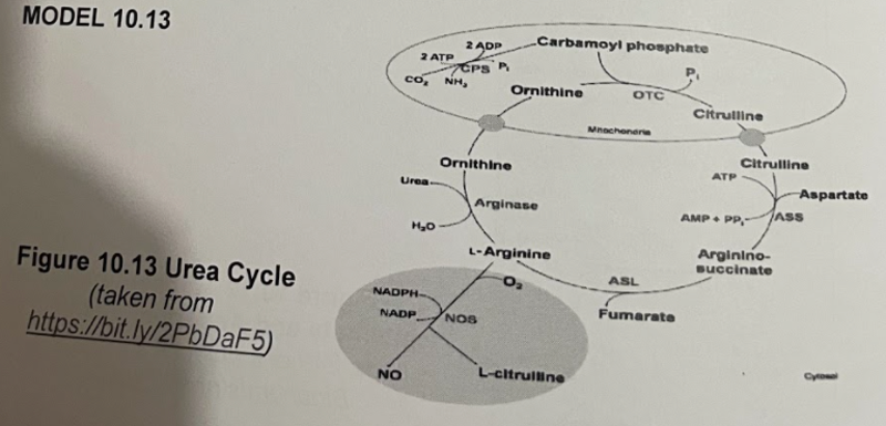 MODEL 10.13
Figure 10.13 Urea Cycle
(taken from
https://bit.ly/2PbDaF5)
2 ATP
co,
Urea-
H₂O
NADPH-
NADP
NO
2 ADP
CPS
NH₂
Ornithine
Carbamoyl phosphate
OTC
NOS
Ornithine
Arginase
L-Arginine
O₂
L-citrulline
Mnachoneria
ASL
Fumarate
Citrulline
ATP
AMP+ PP-
Citrulline
ASS
Arginino-
succinate
Aspartate
Cytowal