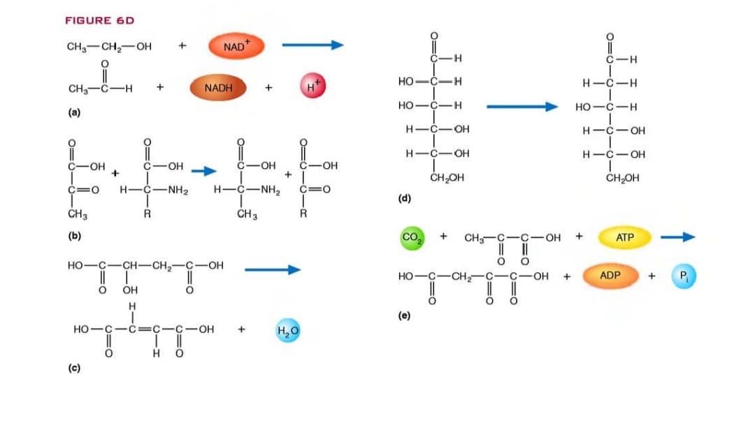 FIGURE 6D
CH3-CH,-OH
NAD
H.
C-H
CH,-C-H
NADH
H
HO-C-H
C-H
Но-с—н
но
C-H
(a)
H
OH
H-C- OH
H-C-OH
H-C-OH
-OH
-OH
OH
-O-
+
ČH,OH
ČH,OH
-NH2
H-C-NH2
(d)
CH3
R
CH3
(b)
CO.
CH -C- C-OH
ATP
но-с
CH-CH,
C-OH
Но
C-CH, C-
C-OH
ADP
P
OH
H.
(e)
но
C-C=C-C-OH
H,O
H
(c)
O=0-
