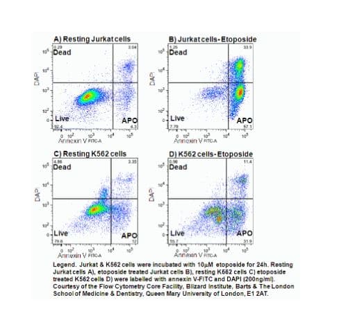 A) Resting Jurkat cells
1 Dead
B) Jurkatcells-Etoposide
Dead
0:29
Live
APO
Live
АРО
571
10
Annexin V inoA
10
10
Annexin VitcA
C) Resting K562 cells
14.86
Dead
D) K562 cells-Etoposide
fo se
Dead
114
Live
APO
Live
АРО
10
onexin VncA
Annexin V FincA
Legend. Jurkat & K562 cels were incubated with 10uM etoposide for 24h. Resting
Jurkat cells A), etoposide treated Jurkat cells B), resting K662 cells C) etoposide
treated K562 cells D) were labelled with annexin V-FITC and DAPI (200ng/mi).
Courtesy of the Flow Cytometry Core Facility, Blizard Institute, Barts & The London
School of Medicine & Dentistry, Queen Mary University of London, E1 2AT.
DAP
DAP
DAP
