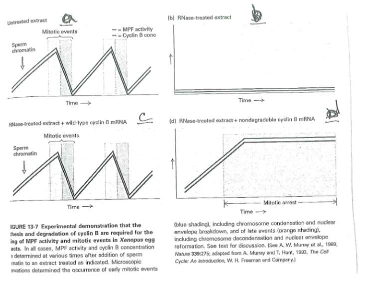 Untreated extract
(b) RNase-treated axtract
Mitotic events
-- MPF activity
- Cyclin B cone
Sperm
chromatin
Time
Time >
RNase-treated extract + wild-type cyclin B MRNA
(d) RNase-treated extract + nondegradable cyclin B MRNA
Mitotic events
Sperm
chromatin
Time
Mitotic arrest
Time >
IGURE 13-7 Experimental demonstration that the
thesis and degradation of cyclin B are required for the
ing of MPF activity and mitotic events in Xenopus egg
acts. In all cases, MPF activity and cyclin B concentration
a determined at various times after addition of sperm
matin to an extract treated as indicatod. Microscopic
vations detorminod the occurrence of early mitotic events
(blue shading), including chromosome condensation and nuclear
envelope breakdown, and of late events (orange shading).
including chromosome decondensation and nuclear envelope
reformation. Soe text for discussion. ISee A. W. Murray et al, 1989,
Nature 339:275; adapted from A. Murray and T, Hunt, 1993, The Cel
Cycle: An introduction, W. H. Freeman and Company)
