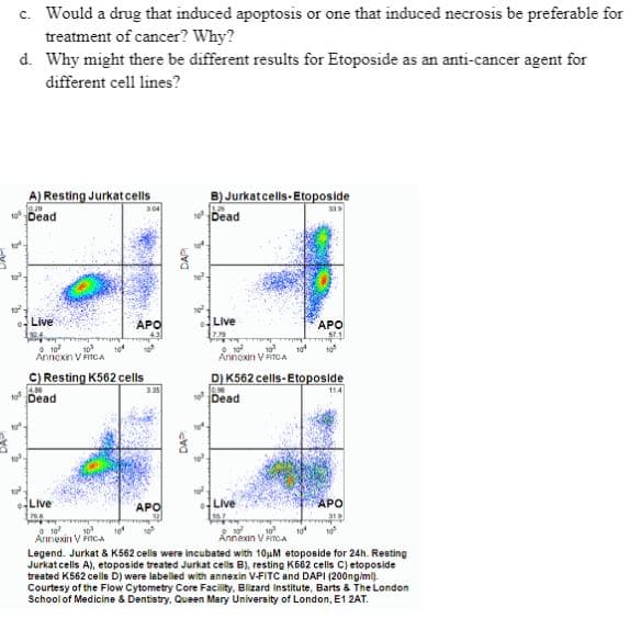 c. Would a drug that induced apoptosis or one that induced necrosis be preferable for
treatment of cancer? Why?
d. Why might there be different results for Etoposide as an anti-cancer agent for
different cell lines?
A) Resting Jurkatcells
B) Jurkatcells- Etoposide
10.29
so Dead
Dead
Live
APO
Live
APO
57.1
10
a 10
10
10
Annoxin VFiTcA
Annexn V FITCA
C) Resting K562 cells
14,86
Dead
D) K562 cells-Etoposide
Dead
335
114
Live
APO
Live
APO
Annexin V incA
10
Annexin VnCA
Legend. Jurkat & K562 cells were incubated with 10µM etoposide for 24h. Resting
Jurkat cells A), etoposide treated Jurkat cells B), resting K662 cells C) etoposide
treated K562 celle D) were labeled with annexin V-FITC and DAPI (200ng/mi).
Courtesy of the Flow Cytometry Core Facility, Blizard institute, Barts & The London
School of Medicine & Dentistry, Queen Mary University of London, E1 2AT.
