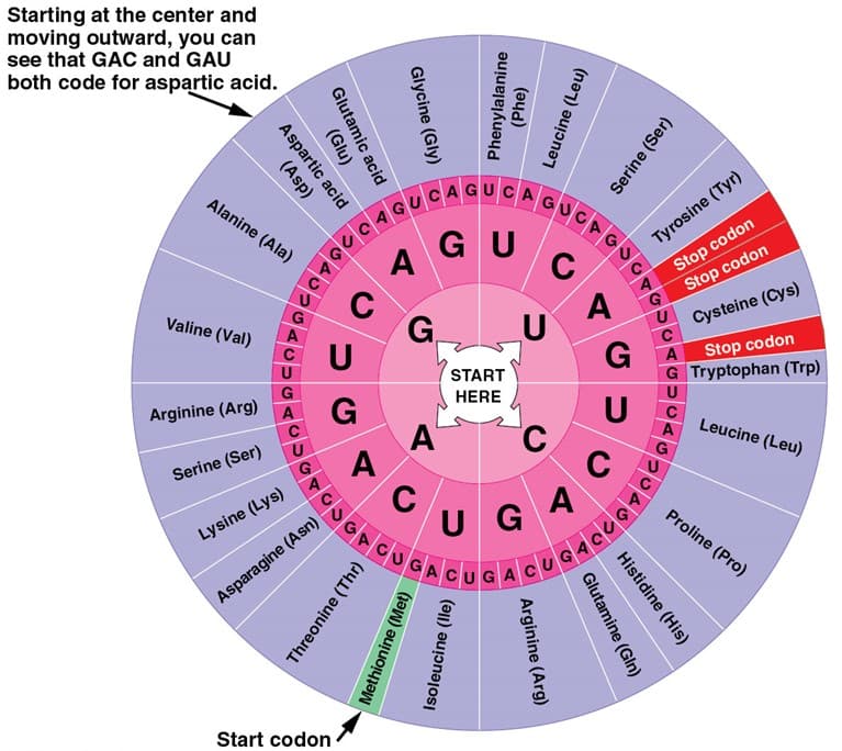 **Genetic Code Wheel**

**Introduction:**
The Genetic Code Wheel displays the relationship between codons (triplets of nucleotides) and their corresponding amino acids in the process of translation during protein synthesis. By starting at the center and moving outward, one can decode RNA sequences into amino acids.

**Description:**
- **Center (Start)**: The very center of the wheel is labeled "START HERE".
- **First Circle (Nucleotides)**: Moving outward from the center, the first circle contains the four RNA nucleotides: A (adenine), U (uracil), G (guanine), and C (cytosine).
- **Second Circle (Second Nucleotide)**: The second circle repeats the four RNA nucleotides and helps in determining the second base of the codon as you move outward.
- **Third Circle (Third Nucleotide)**: The third circle again has the four RNA nucleotides for the third and final base of the codon.
- **Outer Circle (Amino Acids)**: The outermost circle shows the amino acids to which each codon sequence translates. Each amino acid is represented by its three-letter abbreviation, full name, and sometimes includes the single-letter abbreviation.

**Usage Example:**
To find which amino acid a specific codon codes for, start at the center:
- Decide the first base of the codon and follow the line to the corresponding letter in the first circle.
- Move outward to the second circle to match the second base.
- Move further outward to match the third base in the third circle.
- Reading outward, you will find the amino acid encoded by the specific codon. For example, observing "GAC" and "GAU":
  - Start with G in the first circle.
  - Follow G outward to the second circle where A is assigned.
  - Move to the third circle where C or U is and read the amino acid labeled on the outermost circle.
  - Both GAC and GAU code for Aspartic acid (Asp).

**Key Features:**
- **START Codon**: AUG, which codes for Methionine (Met), is marked in green and indicates the starting point for translation.
- **STOP Codons**: UAA, UAG, and UGA do not code for an amino acid but signal the termination of translation, marked in red.

This Genetic Code Wheel is a helpful tool for understanding how nucleotide triplets