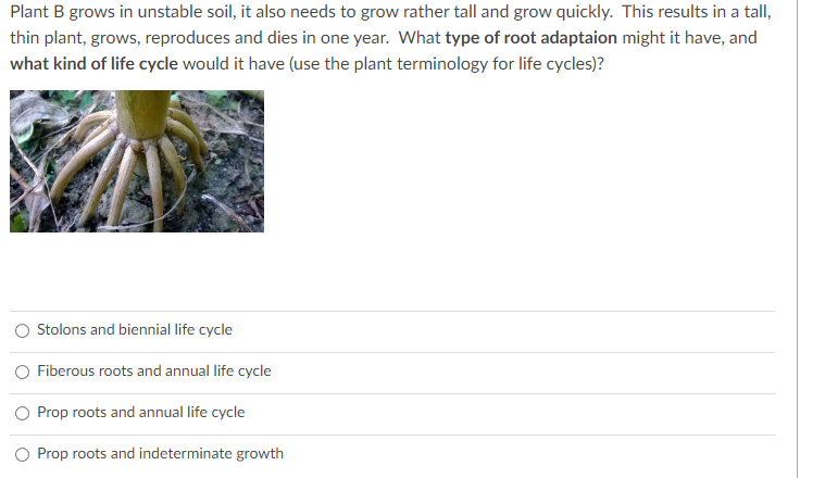 Plant B grows in unstable soil, it also needs to grow rather tall and grow quickly. This results in a tall,
thin plant, grows, reproduces and dies in one year. What type of root adaptaion might it have, and
what kind of life cycle would it have (use the plant terminology for life cycles)?
Stolons and biennial life cycle
Fiberous roots and annual life cycle
O Prop roots and annual life cycle
Prop roots and indeterminate growth