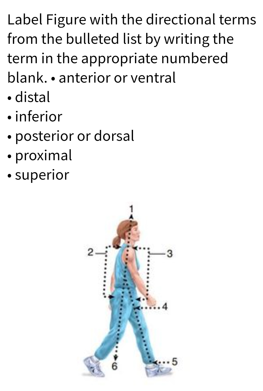 Label Figure with the directional terms
from the bulleted list by writing the
term in the appropriate numbered
blank. anterior or ventral
• distal
●
• inferior
• posterior or dorsal
• proximal
• superior
2
3
5