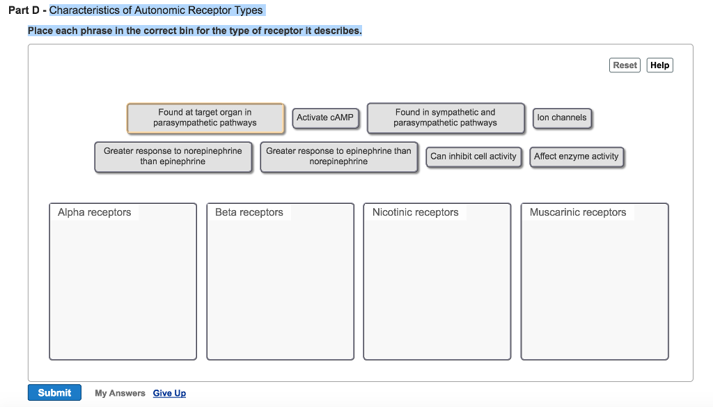 Part D - Characteristics of Autonomic Receptor Types
Place each phrase in the correct bin for the type of receptor it describes.
Reset
Help
Found in sympathetic and
parasympathetic pathways
Found at target organ in
Activate CAMP
lon channels
parasympathetic pathways
Greater response to norepinephrine
than epinephrine
Greater response to epinephrine than
norepinephrine
Can inhibit cell activity
Affect enzyme activity
Alpha receptors
Beta receptors
Nicotinic receptors
Muscarinic receptors
Submit
My Answers Give Up
