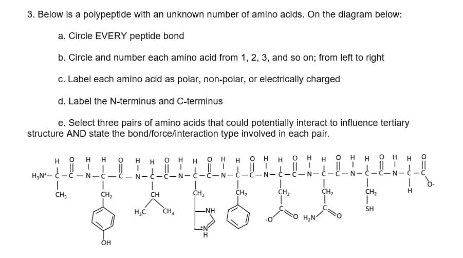 3. Below is a polypeptide with an unknown number of amino acids. On the diagram below:
a. Circle EVERY peptide bond
b. Circle and number each amino acid from 1, 2, 3, and so on; from left to right
c. Label each amino acid as polar, non-polar, or electrically charged
d. Label the N-terminus and C-terminus
e. Select three pairs of amino acids that could potentially interact to influence tertiary
structure AND state the bond/force/interaction type involved in each pair.
HH OHH OHH OHH OHH OHH OHH
I
|| !
N-C-C-N-C-C-N-C-c-
|| T |||
|| |
N-C-C-N-Ć-T
-Ċ-C-
-C-1
I
CH₂
H₂N-
I
CH3
O
||
HHO
-N-C-C
I
CH₂
OH
H₂C
I
CH
CH3
CH₂
CH₂
bott
CH₂
-NH
H₂N
CH₂
1
SH
H