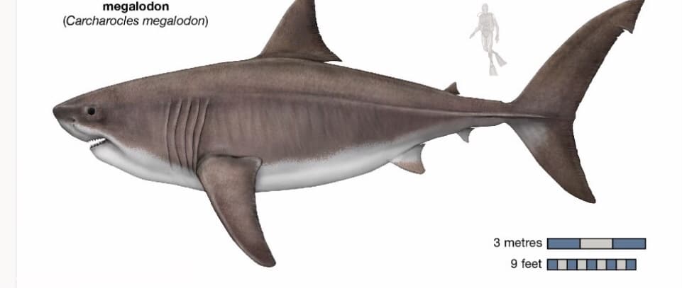 megalodon
(Carcharocles megalodon)
3 metres
9 feet
