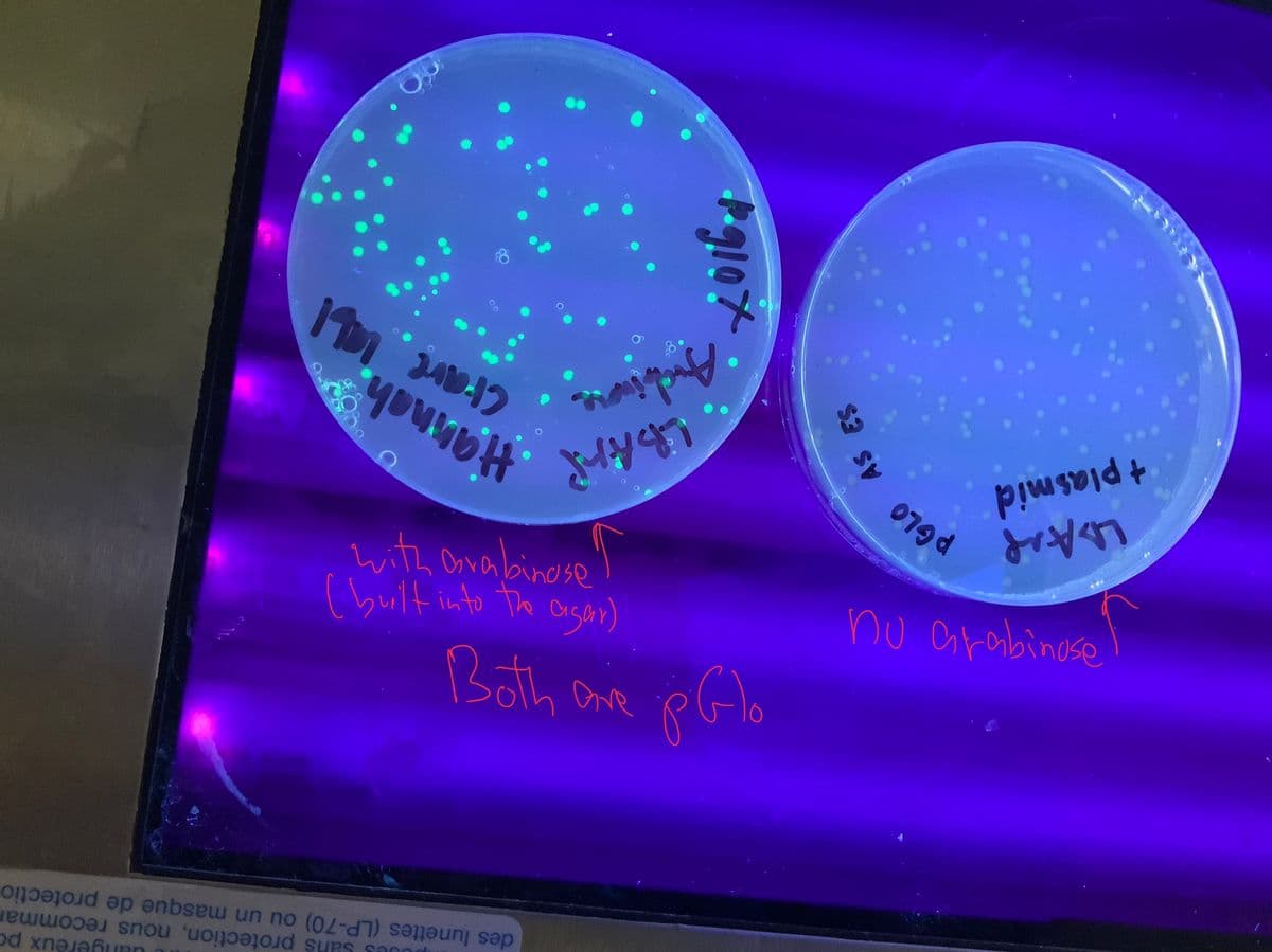 nu arobinose
PGLO
p0s sans protection, nous recommar
des lunettes (LP-70) ou un masque de protectio
angereux pc
+ plasmid
(built into the argan)
with Ovabinose
Both ane
younbH
AS ES
