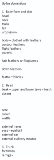 Gallus domesticus
1. Body form and skin
head
neck
trunk
tail
uropygium
body - clothed with feathers
contour feathers
flight feathers
coverts
hair feathers or filoplumes
down feathers
feather follicles
2. Head
beak - upper and lower jaws - teeth
absent
cere
crown
wattle
external nares
eyes - eyelids?
external ear
external auditory meatus
3. Trunk
forelimbs
remiges
