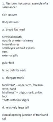 1. Necturus maculosus, example of a
salamander
skin texture
Body division:
a. broad flat head
terminal mouth
nostrils or external nares
Internal nares
small eyes without eyelids
ears
external gills
gular fold
b. no definite neck
c. elongate trunk
forelimbs" - upper arm, forearm,
wrist, hand
hindlimbs" - thigh, shank, ankle,
foot
"both with four digits
d. relatively large tail
cloacal opening junction of trunk and
tail
