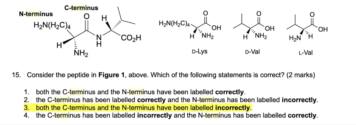 N-terminus
C-terminus
H2N(H2C)4
,
N
CO₂H
H
H
NH2
H2N(H2C)4
Η ΝΗΣ
D-Lys
OH
OH
OH
H NH2
H₂N H
D-Val
L-Val
15. Consider the peptide in Figure 1, above. Which of the following statements is correct? (2 marks)
1. both the C-terminus and the N-terminus have been labelled correctly.
2. the C-terminus has been labelled correctly and the N-terminus has been labelled incorrectly.
3. both the C-terminus and the N-terminus have been labelled incorrectly.
4. the C-terminus has been labelled incorrectly and the N-terminus has been labelled correctly.