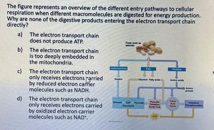 The figure represents an overview of the different entry pathways to cellular
respiration when different macromolecules are digested for energy production.
Why are none of the digestive products entering the electron transport chain
directly?
a)
S
b)
The electron transport chain
does not produce ATP.
The electron transport chain
is too deeply embedded in
the mitochondria.
c) The electron transport chain
only receives electrons arried
by reduced electron carrier
molecules such as NADH.
#192
d) The electron transport chain
only receives electrons carried
by oxidized electron carrier
molecules such as NAD".
4+
Carboye
Gyer Fly
GP Pyre
Gylysis
P
Odat
AC