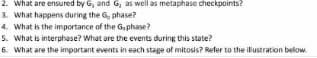 2. What are ensured by G, and G, as well as metaphase checkpoints?
3. What happens during the G, phase?
4. What is the importance of the G,phase?
5. What is interphase? What are the events during this state?
6. What are the important events in each stage of mitosis? Refer to the illustration below.
