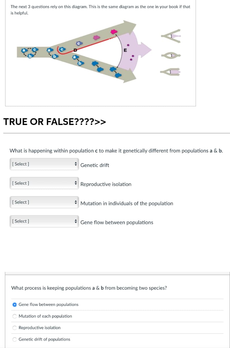 The next 3 questions rely on this diagram. This is the same diagram as the one in your book if that
is helpful.
TRUE OR FALSE????>>
What is happening within population c to make it genetically different from populations a & b.
[ Select ]
* Genetic drift
[ Select ]
* Reproductive isolation
[ Select ]
* Mutation in individuals of the population
[ Select ]
* Gene flow between populations
What process is keeping populations a & b from becoming two species?
O Gene flow between populations
Mutation of each population
Reproductive isolation
C Genetic drift of populations
