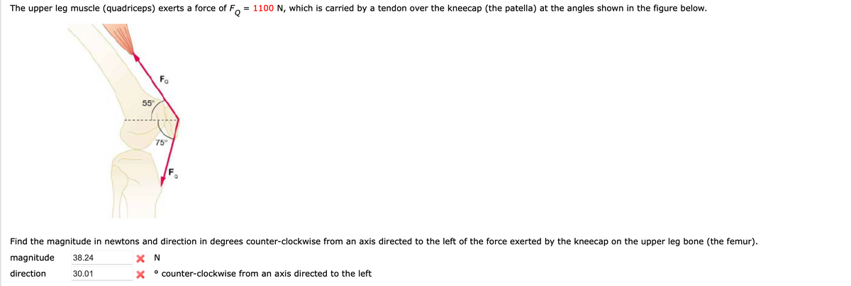 The upper leg muscle (quadriceps) exerts a force of F
FQ
= 1100 N, which is carried by a tendon over the kneecap (the patella) at the angles shown in the figure below.
55°
Fo
75°
F
Find the magnitude in newtons and direction in degrees counter-clockwise from an axis directed to the left of the force exerted by the kneecap on the upper leg bone (the femur).
magnitude
38.24
×
N
direction
30.01
° counter-clockwise from an axis directed to the left