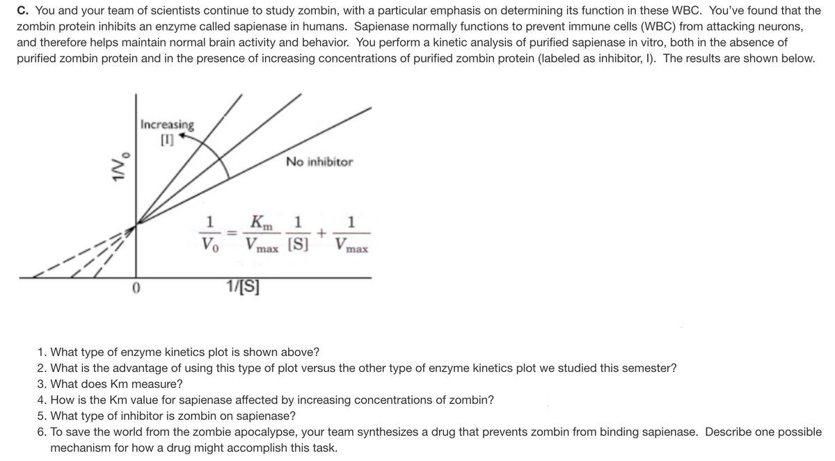 C. You and your team of scientists continue to study zombin, with a particular emphasis on determining its function in these WBC. You've found that the
zombin protein inhibits an enzyme called sapienase in humans. Sapienase normally functions to prevent immune cells (WBC) from attacking neurons,
and therefore helps maintain normal brain activity and behavior. You perform a kinetic analysis of purified sapienase in vitro, both in the absence of
purified zombin protein and in the presence of increasing concentrations of purified zombin protein (labeled as inhibitor, I). The results are shown below.
Increasing
[1]
No inhibitor
Km 1
[S]
V max
1
1
%3D
Vo
Vmax
1/[S]
1. What type of enzyme kinetics plot is shown above?
2. What is the advantage of using this type of plot versus the other type of enzyme kinetics plot we studied this semester?
3. What does Km measure?
4. How is the Km value for sapienase affected by increasing concentrations of zombin?
5. What type of inhibitor is zombin on sapienase?
6. To save the world from the zombie apocalypse, your team synthesizes a drug that prevents zombin from binding sapienase. Describe one possible
mechanism for how a drug might accomplish this task.

