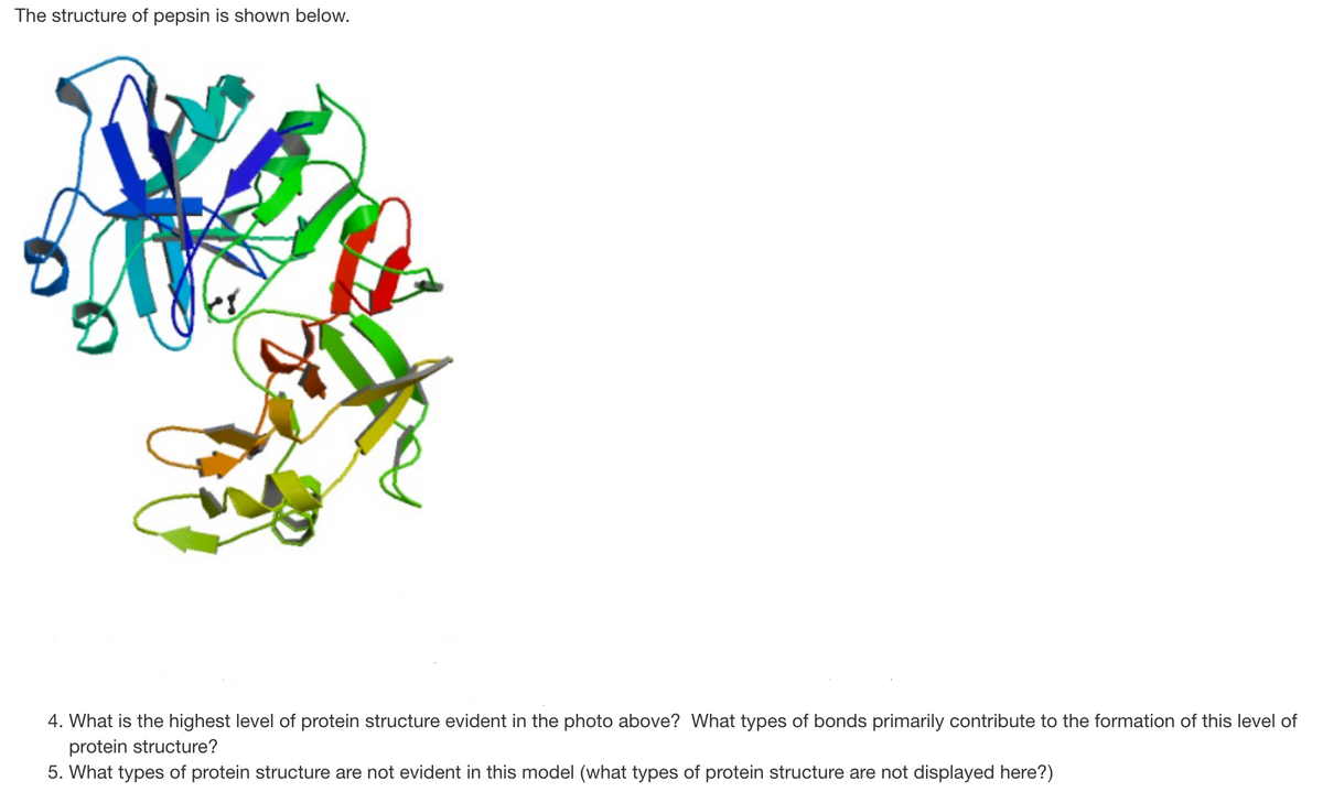 The structure of pepsin is shown below.
4. What is the highest level of protein structure evident in the photo above? What types of bonds primarily contribute to the formation of this level of
protein structure?
5. What types of protein structure are not evident in this model (what types of protein structure are not displayed here?)
