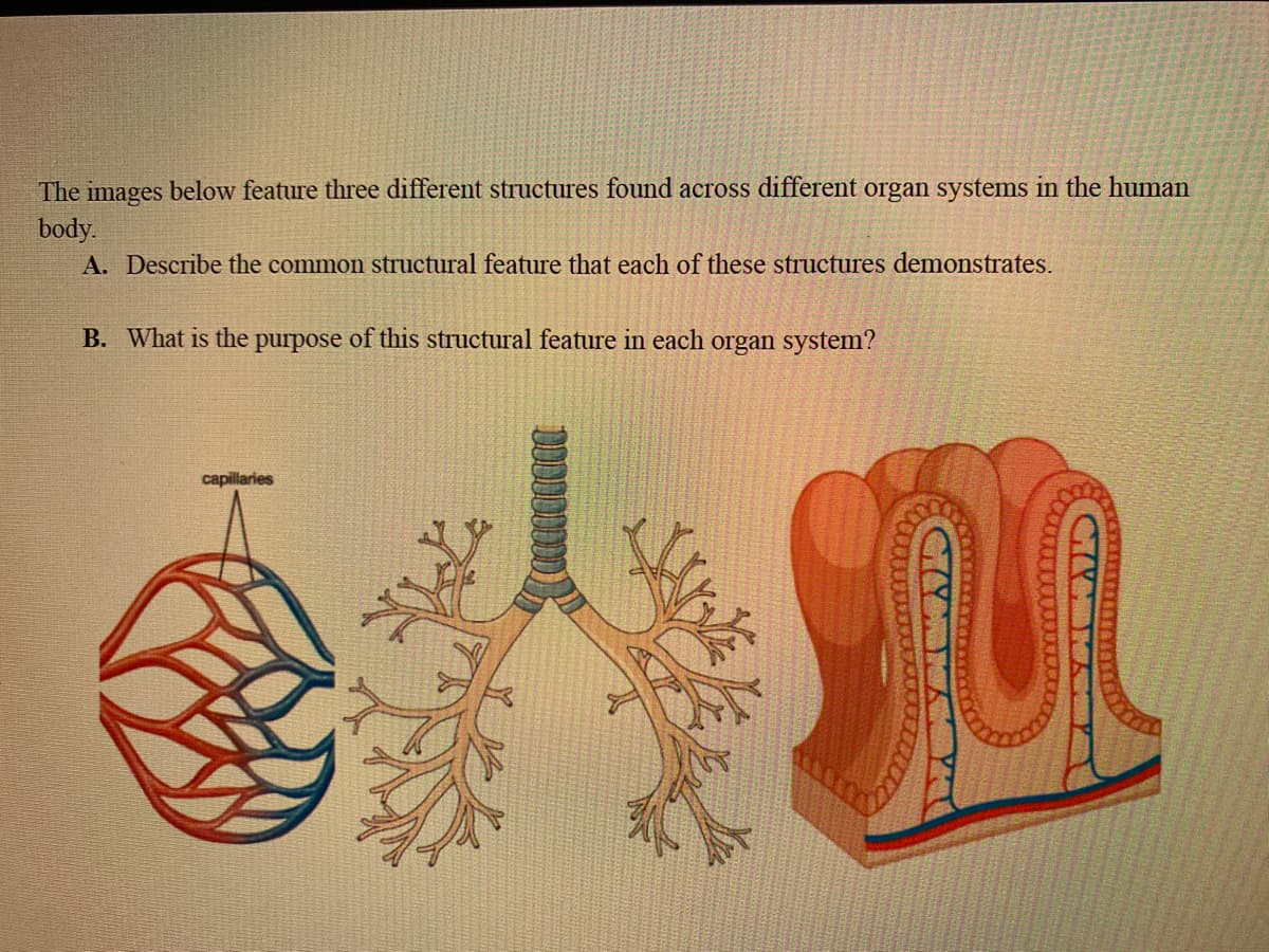 The images below feature three different structures found across different organ systems in the human
body.
A. Describe the common structural feature that each of these structures demonstrates.
B. What is the purpose of this structural feature in each organ system?
capillaries
wwwwwx
MATDISK