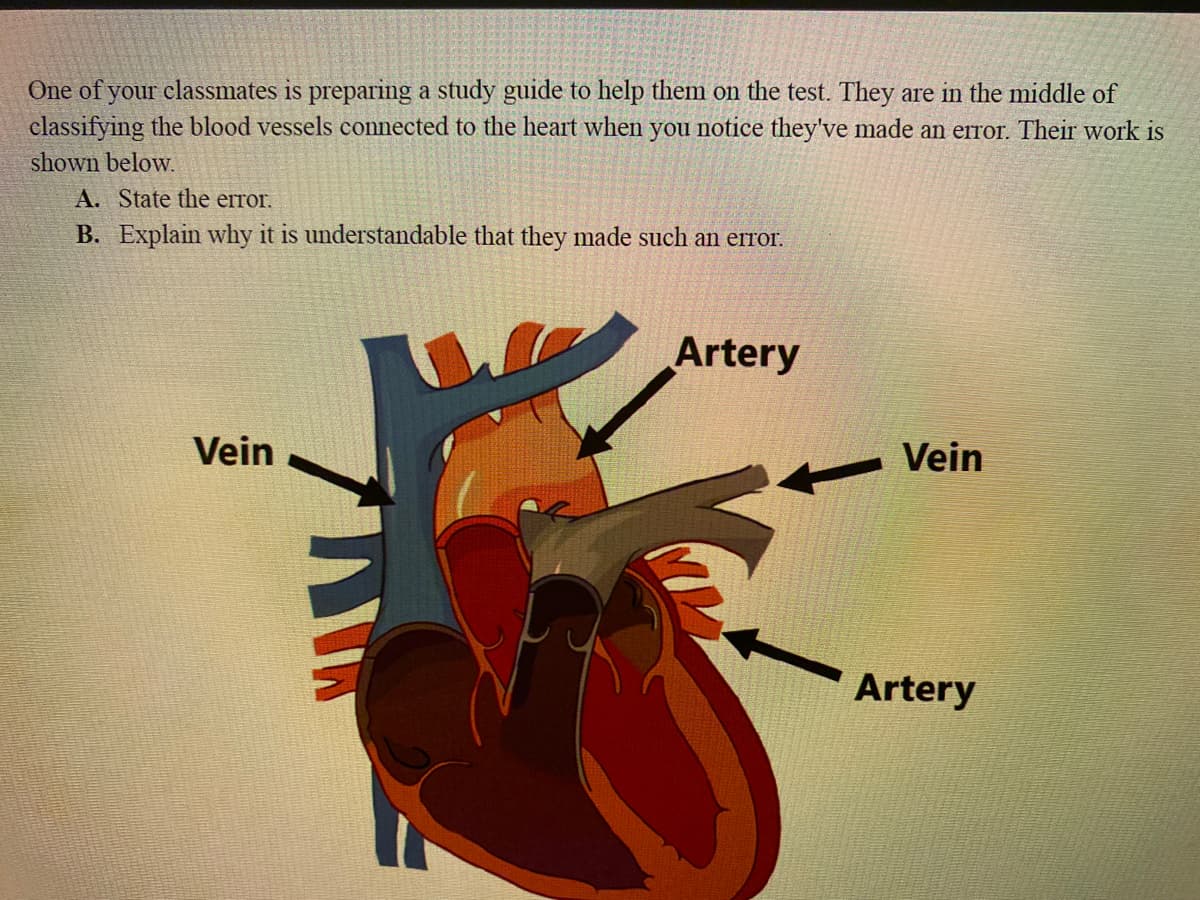 One of your classmates is preparing a study guide to help them on the test. They are in the middle of
classifying the blood vessels connected to the heart when you notice they've made an error. Their work is
shown below.
A. State the error.
B. Explain why it is understandable that they made such an error.
Vein
Artery
Vein
Artery
