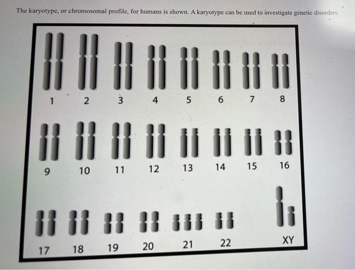 The karyotype, or chromosomal profile, for humans is shown. A karyotype can be used to investigate genetic disorders.
1 2 3 4 5 6 7 8
9.
10 11 12 13
14 15 16
17
18 19
20 21
22
XY

