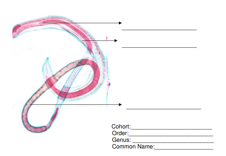 Cohort:
Order:
Genus:
Common Name: