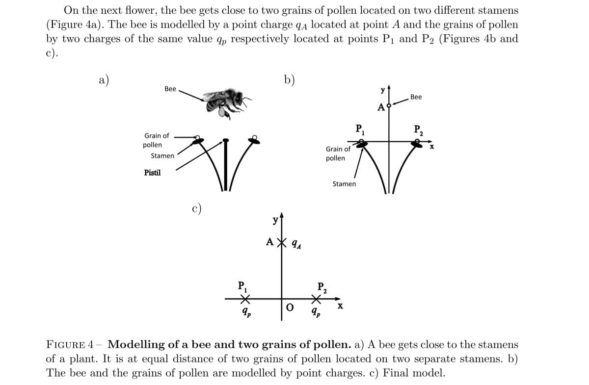 On the next flower, the bee gets close to two grains of pollen located on two different stamens
(Figure 4a). The bee is modelled by a point charge q4 located at point A and the grains of pollen
by two charges of the same value q, respectively located at points P1 and P2 (Figures 4b and
c).
а)
b)
Веe
y
Вее
A
P.
Grain of
pollen
Grain of
Stamen
pollen
Pistil
Stamen
c)
AX 9.
P,
P2
9,
FIGURE 4 – Modelling of a bee and two grains of pollen. a) A bee gets close to the stamens
of a plant. It is at equal distance of two grains of pollen located on two separate stamens. b)
The bee and the grains of pollen are modelled by point charges. c) Final model.
