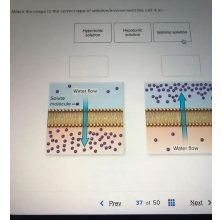 Match the Image to the correct type of solution/environment the cell is in.
Hypertonic
solution
Hypotonic
solution
Isotonic solution
Water flow
Solute
molecule -
100
Water flow
< Prev.
37 of 50
Next >
