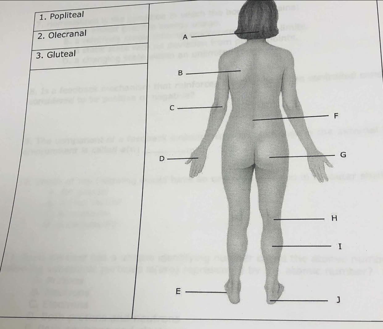 1. Popliteal
2. Olecranal
A
3. Gluteal
C
G
I.
