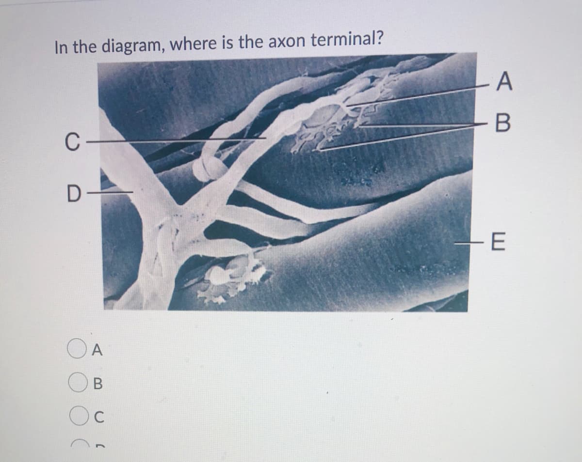 In the diagram, where is the axon terminal?
C
OA
C
AB
