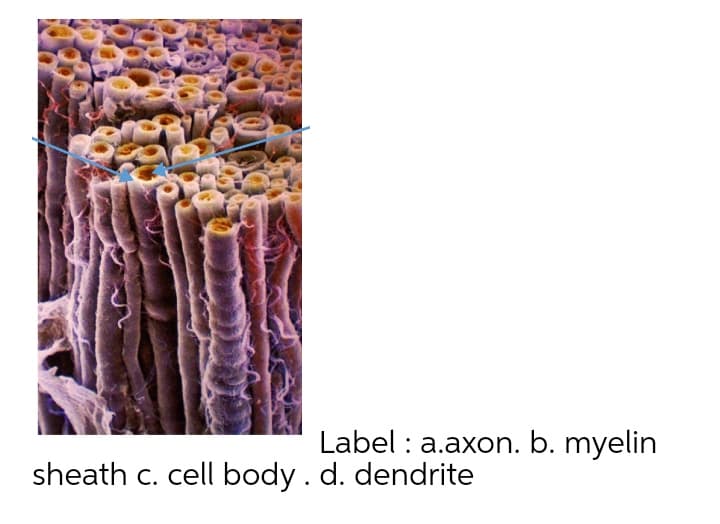 Label : a.axon. b. myelin
sheath c. cell body . d. dendrite
