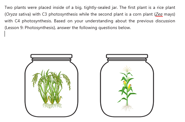 Two plants were placed inside of a big, tightly-sealed jar. The first plant is a rice plant
(Oryza sativa) with C3 photosynthesis while the second plant is a corn plant (Zea mays)
with C4 photosynthesis. Based on your understanding about the previous discussion
(Lesson 9: Photosynthesis), answer the following questions below.
1