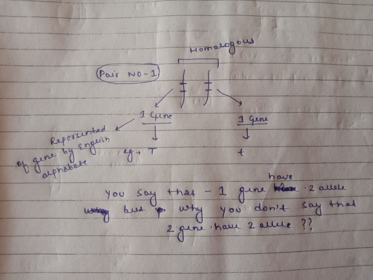 Homelogow
(Pair No-1
1 Gine
1 qine
Reperinted
alphebate
have
you say the4 -1 gine
1 gin
y why you don't Sa that
2 alele
but
-gine have 2 allere ??
