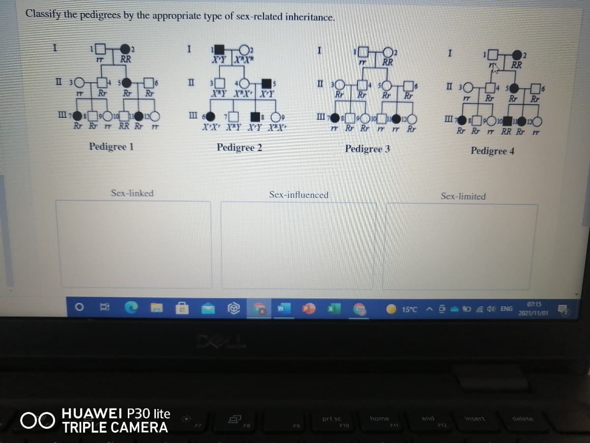 Classify the pedigrees by the appropriate type of sex-related inheritance.
RR
XY X
RR
RR
I 30
4 5
II
II 30
II 30 5
4 50
Rr
Rr
Rr
X*Y X*XXY
Rr
Rr
Rr
Rr
Rr
Rr
Rr
III-s Ond
Rr Rr T RR Rr
II
III
III O1o 120
Rr Rr m RR Rr r
XX XY XY XX
r Rr Rr
rr Rr
Pedigree 1
Pedigree 2
Pedigree 3
Pedigree 4
Sex-linked
Sex-influenced
Sex-limited
07:15
15°C
dO ENG
2021/11/01
HUAWEI P30 lite
TRIPLE CAMERA
prt sc
home
end
insert
delete
F8
F9
F10
F11
F12
