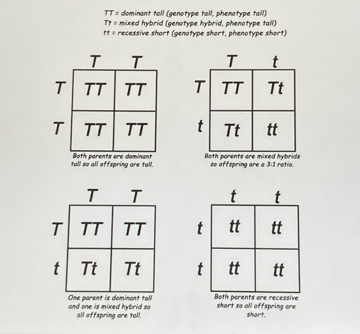 TT = dominant tall (genotype tall, phenotype tall)
Tt = mixed hybrid (genotype hybrid, phenotype tallI)
tt = recessive short (genotype short, phenotype short)
T.
T TT TT
T T
Tt
T TT
TT
t Tt
tt
Both parents are dominant
tall so all offspring are tall.
Both parents are mixed hybrids
so offspring are a 3:1 ratio.
t
T TT
TT
tt
tt
t Tt
Tt
t
tt
tt
One parent is dominant tall
and one is mixed hybrid so
all offspring are tall,
Both parents are recessive
short so all offspring are
short.
ト
