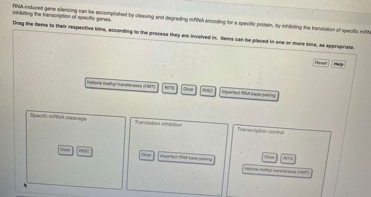 RNA-induced gene silencing can be accomplished by cleaving and degrading mRNA encoding for a specific protein, by inhibiting the translation of specific mRN
inhibiting the transcription of specific genes.
Drag the items to their respective bins, according to the process they are involved in. Items can be placed in one or more bins, as appropriate.
Reset
Help
histone methyl transferases (HMT)
RITS
Dicer
RISC
imperfect RNA base-pairing
Specifc mRNA cleavage
Translation inhibition
Transcription control
Dicer
RITS
Dicer
RISC
Dicer
imperfect RNA base-pairing
histone methyl transferases (HMT)

