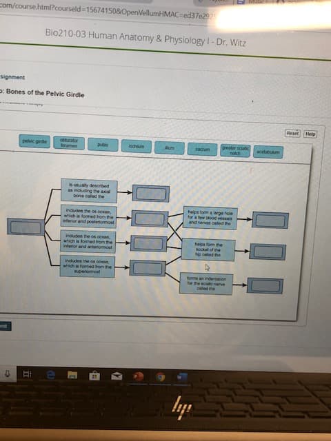 com/course.html?courseld=15674150&OpenVellumHMAC=ed37e292
Bio210-03 Human Anatomy & Physiology I- Dr. Witz
signment
p: Bones of the Pelvic Girdle
Reset
Help
obturator
foramen
greater sciatic
pelvic girdie
pubis
ischum
sacum
acetabulum
notch
is unually desoribed
as including the axial
bone calledthe
helps fom a large hole
for a few blood vessels
and nerves called the
Indudes the os cexae
which is fomed from the
Inferior and posteriomost
Induden the os coxan,
which is formed from the
Interior and anteriomost
helps fom he
socket of the
Np caled the
Indludes the os coxan
which is formed from the
Buperiommost
forme an indertation
for the sciac nerve
called the
mit
lp
