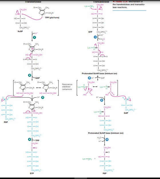 Transketolase
Transaldolase
FIGUHE I234 Mecnainismor
CH,CH
the transketolase and transaldo-
R-CH,
CH,
Lys-NH
lase reactions.
CH,CH
N-CHA
O-C
HO-C-H
HO-C-H
TPP (ylid form)
H-C-OH
H-C-OH
H-c-CH
H-C-CH
CH,OPO-
Xu5P
S7P
R-CH,
CH,
CHCH
Lys-
SN-CHR
HO-H
HO f-CHOH
H-C-oH
H-C-CH
H-C-OH
H-C-OH
CH,OPO,-
CHOPO,-
Protonated Schiff base (iminium ion)
GAP
2 H*
E4P
R-CH,
CH,
R-CH,
CH,
CH,CH
Resonance-
stabilized
Lys
N-CHLR S
N-CH,A
carbanions
HO--CH,O
HO--CHOH
HO
H* O
H+
R-CH
CH,
H-C-OH
H-C-OH
H-C-OH
o-c-CH,CH
Lys-=
GAP
H-C-OH
HO-C-H
HO-C-H
CH,OPO,-
H-C-OH
RSP
H-C-OH
H-C-CH
H-C-OH
CHOPO,
Protonated Schiff base (iminium ion)
o- TPP
HON
CHCH
HO-C-H
HO--H
H-C-CH
H-C-OH
Lys-N +
H-C-OH
H-C-OH
H-C-CH
CHOPO-
CHOPO
S7P
F6P
